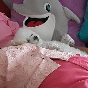 Meet your Posher, Luis